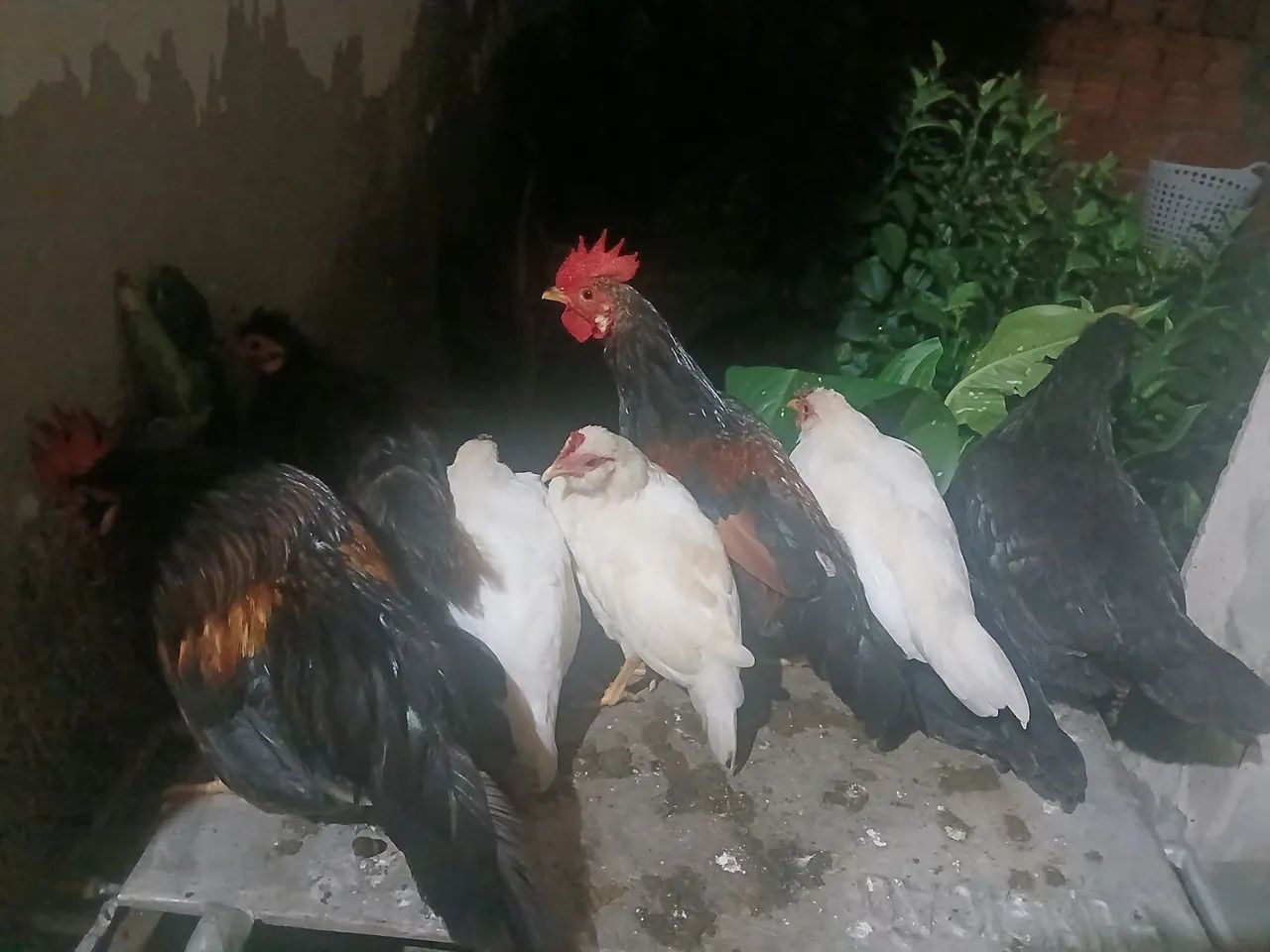 Frangos Caipiras garnizé