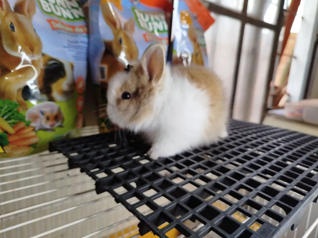 Mini Coelho Variadas Raças 