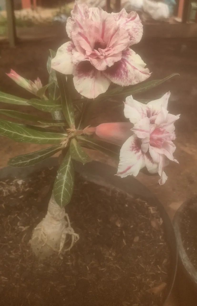 Rosas do deserto - Foto 6