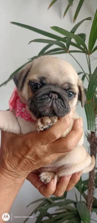 Vendo lindíssimos filhotes de Pug super promoção  - Foto 4