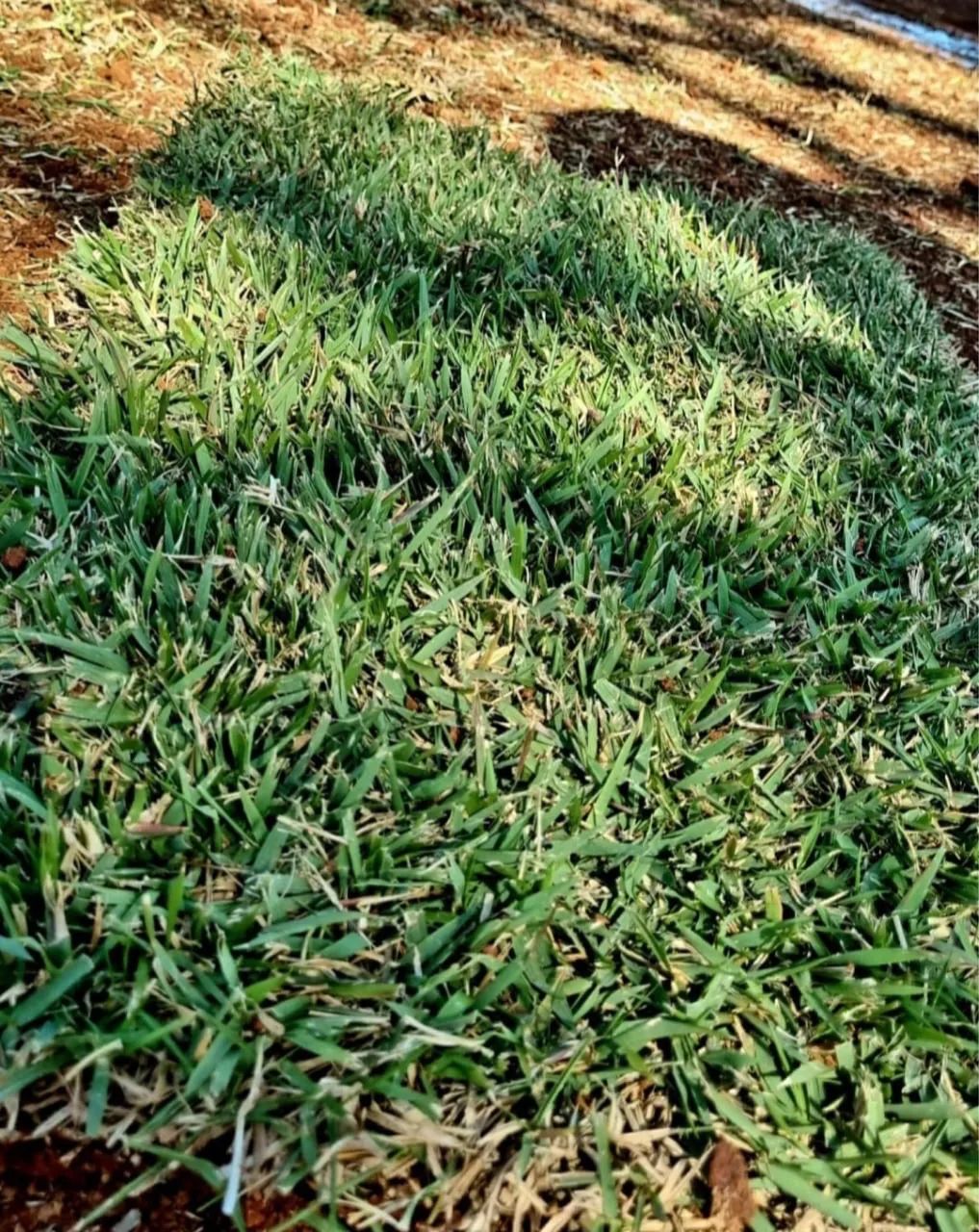 Grama Esmeralda, Batatais, São Carlos, Zeon Zoysia e Bermudas  - Foto 5