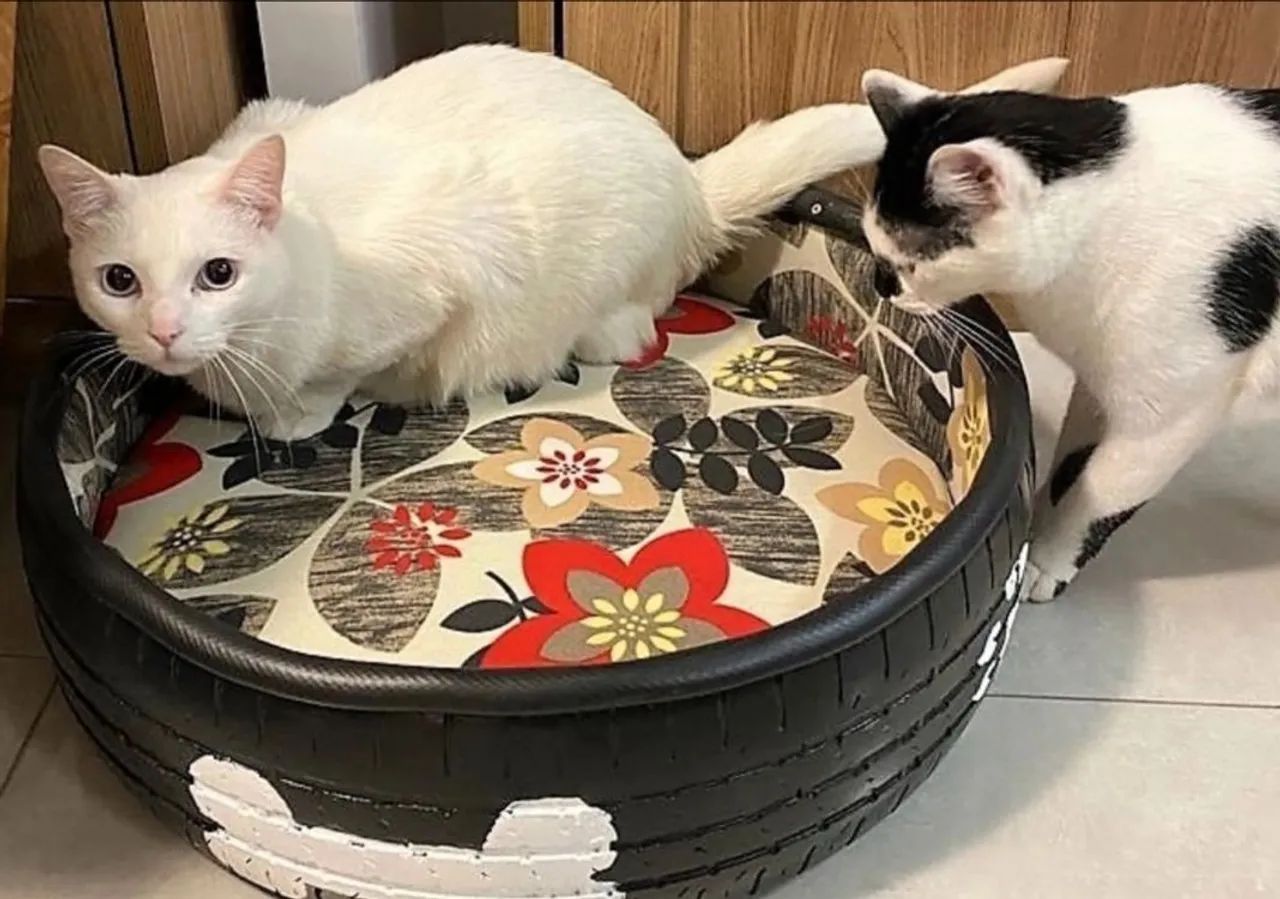 Cama personalizada para cachorro e gatos de pneu - Foto 3