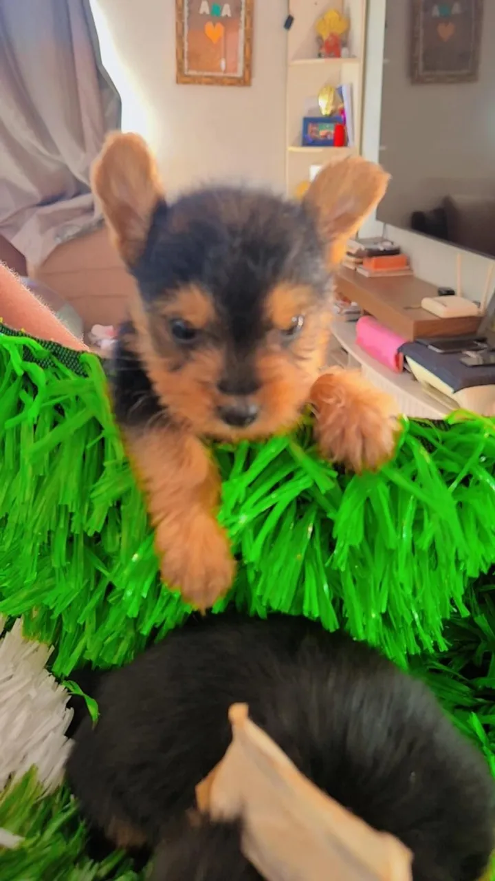 fêmea de Yorkshire Terrier