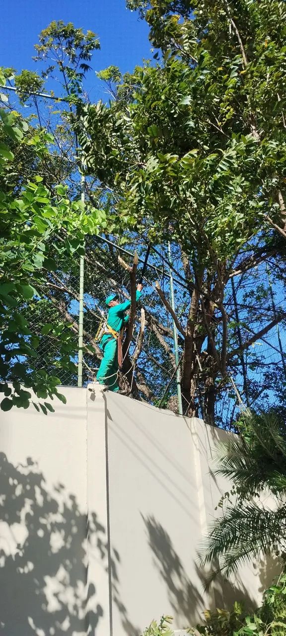 Serviço de poda e Jardinagem  - Foto 5