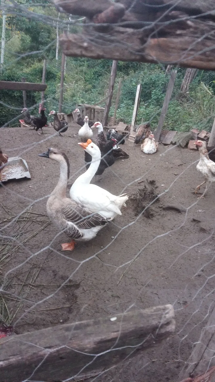 Vendo gansos e patos