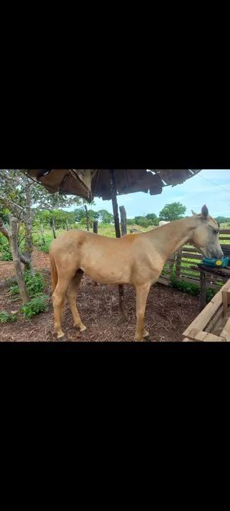 Vendo potro baio manga larga  - Foto 3