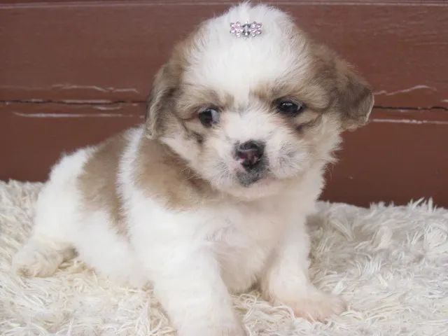 lhasa apso lindos bebes linda filhote pronta entrega  - Foto 5