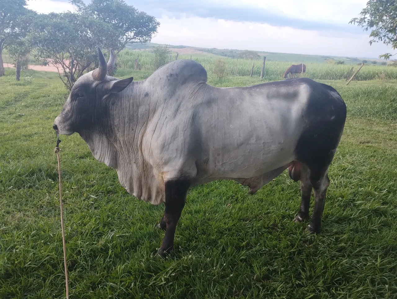 Touro manso pra venda