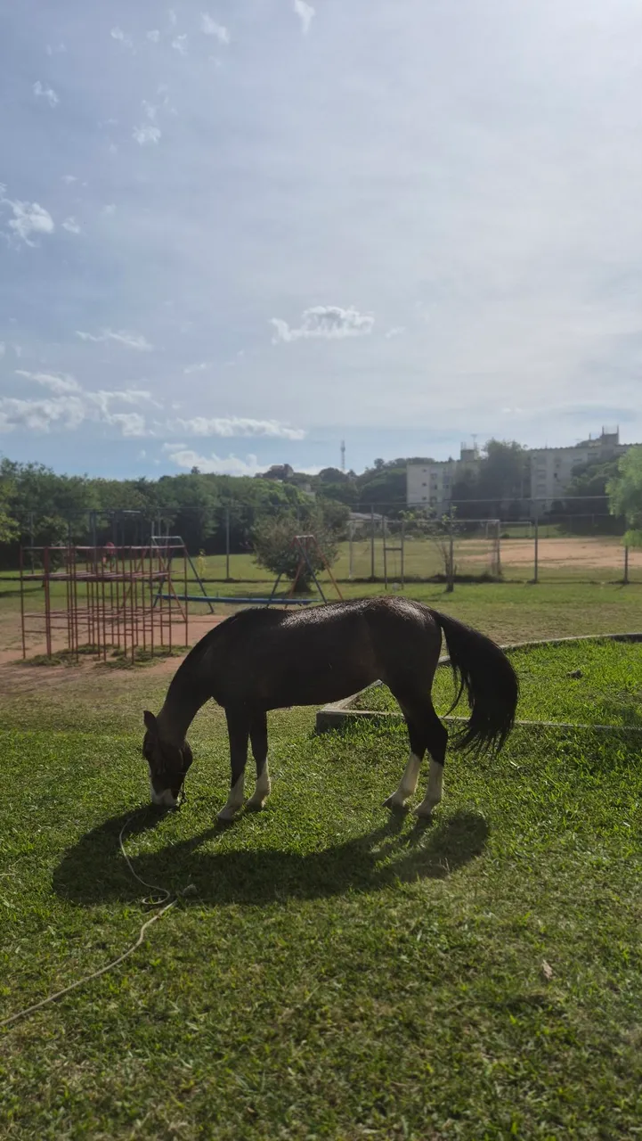 CAVALO CRIOULO PURO