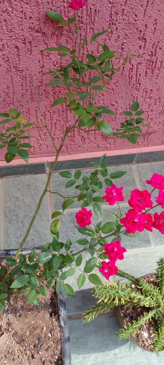 Vasos com roseiras cactos e suculentas  - Foto 3