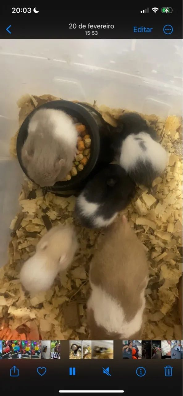 Hamsters sírio para doação  - Foto 2