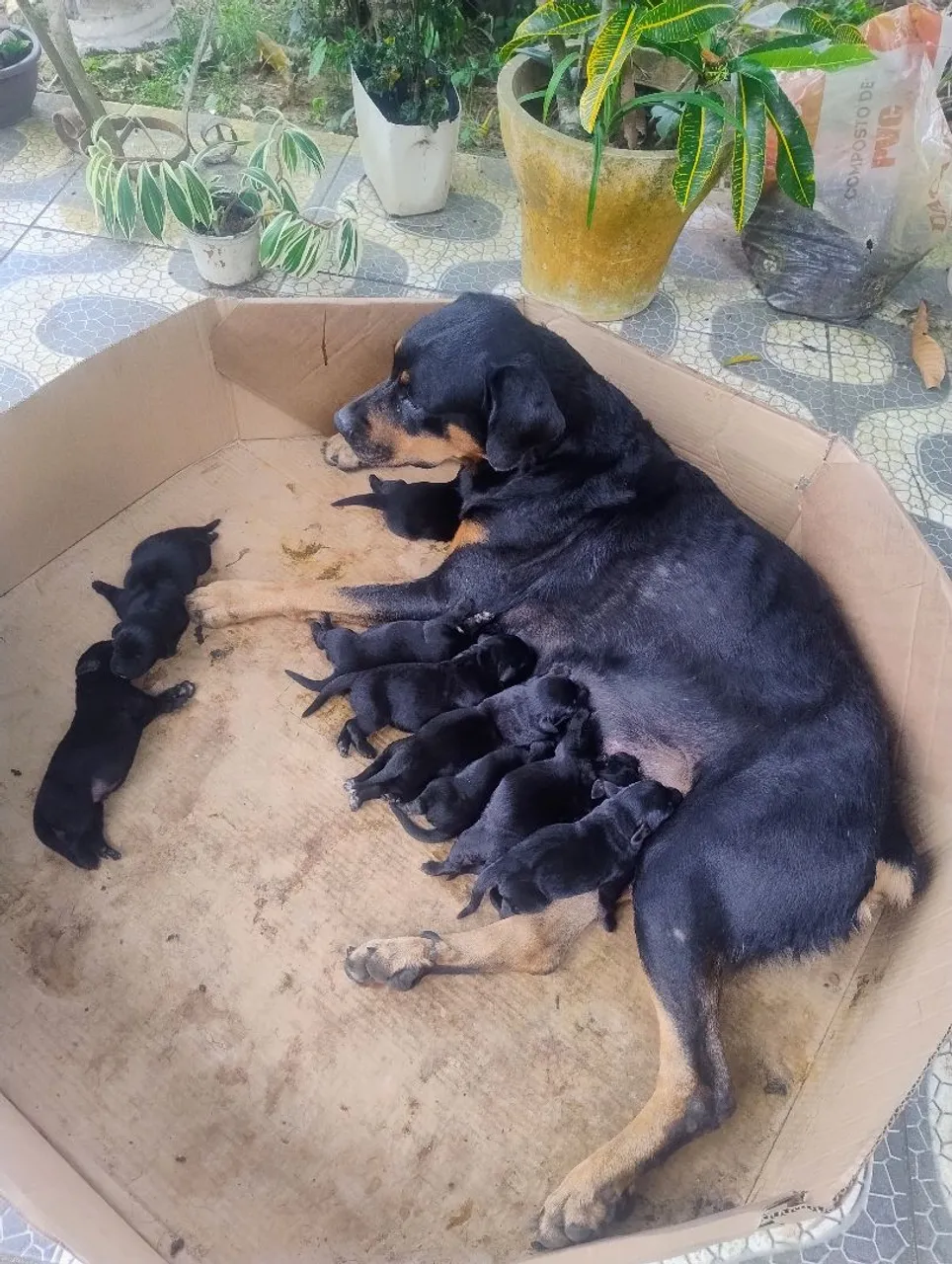 Filhotes de Rottweiler com Labrador