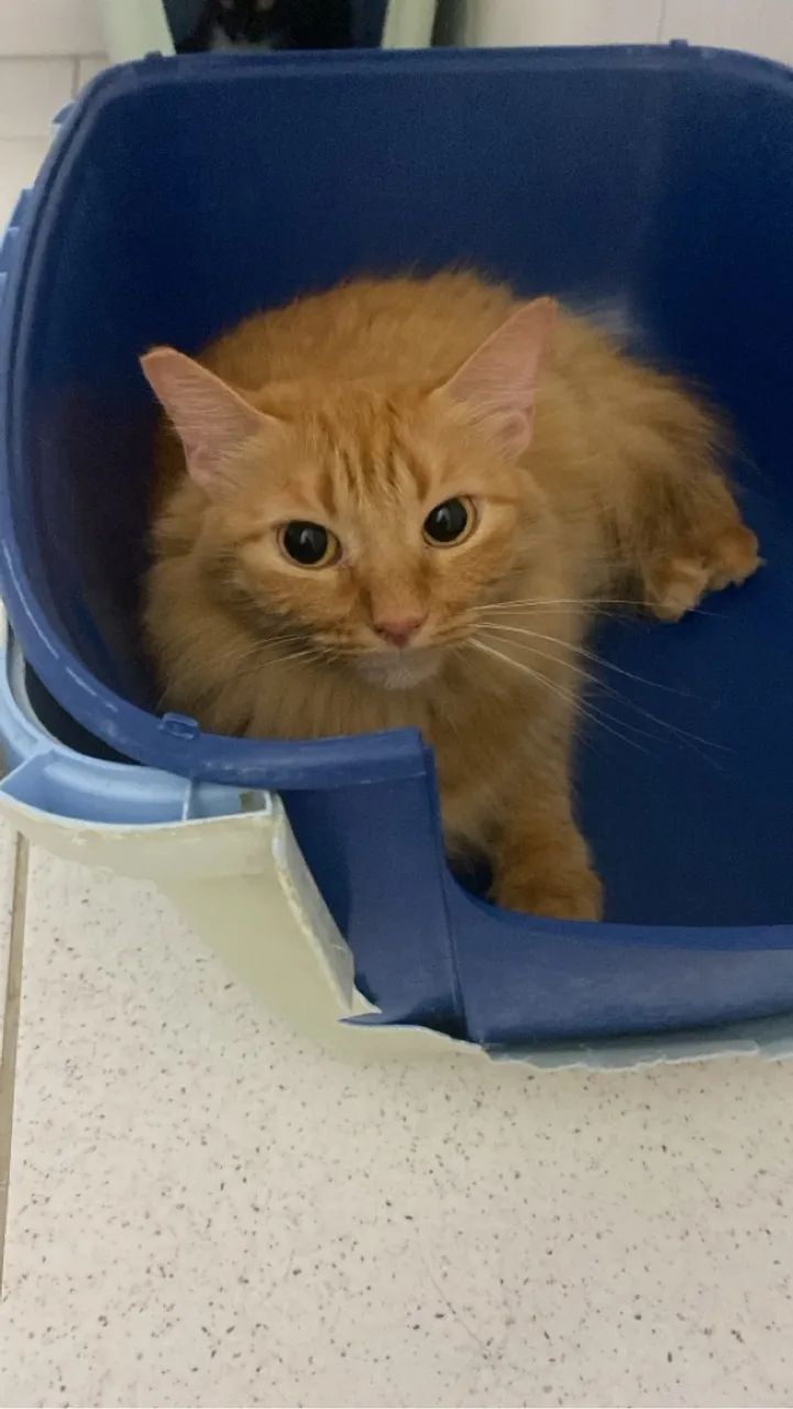 Fofurinhas laranjas para adoção 