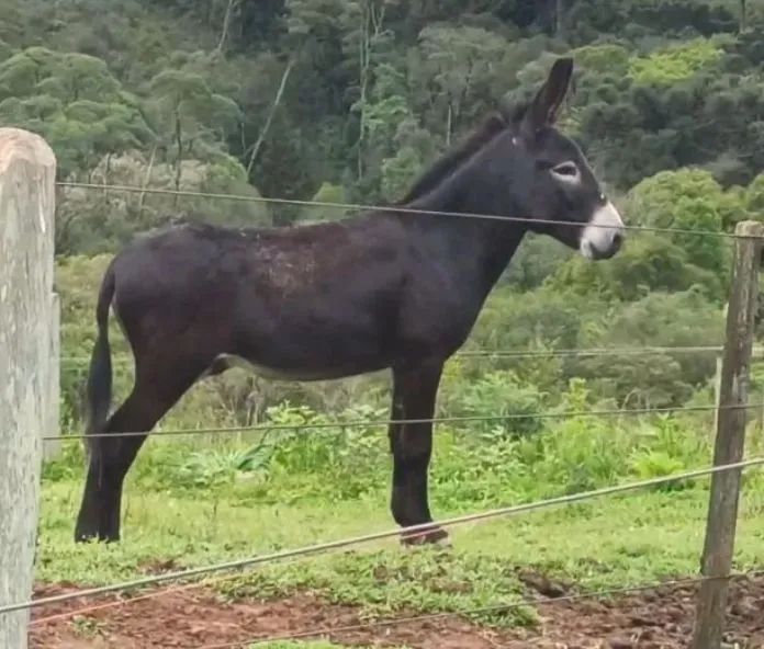 Jumento Preto Marcha Picada