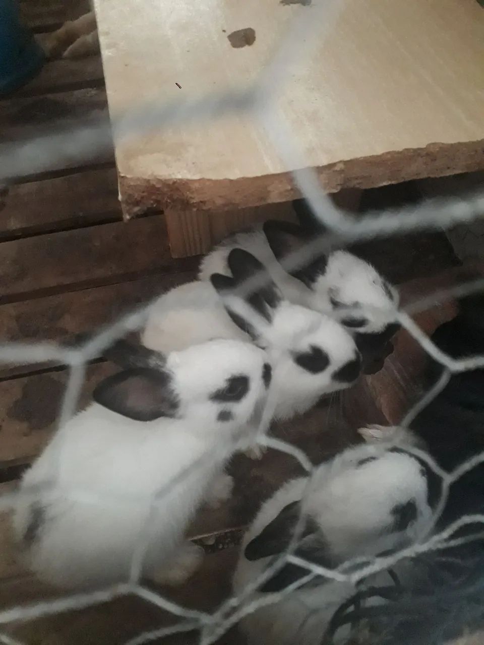 Coelhinhos borboleta pra venda - Foto 5