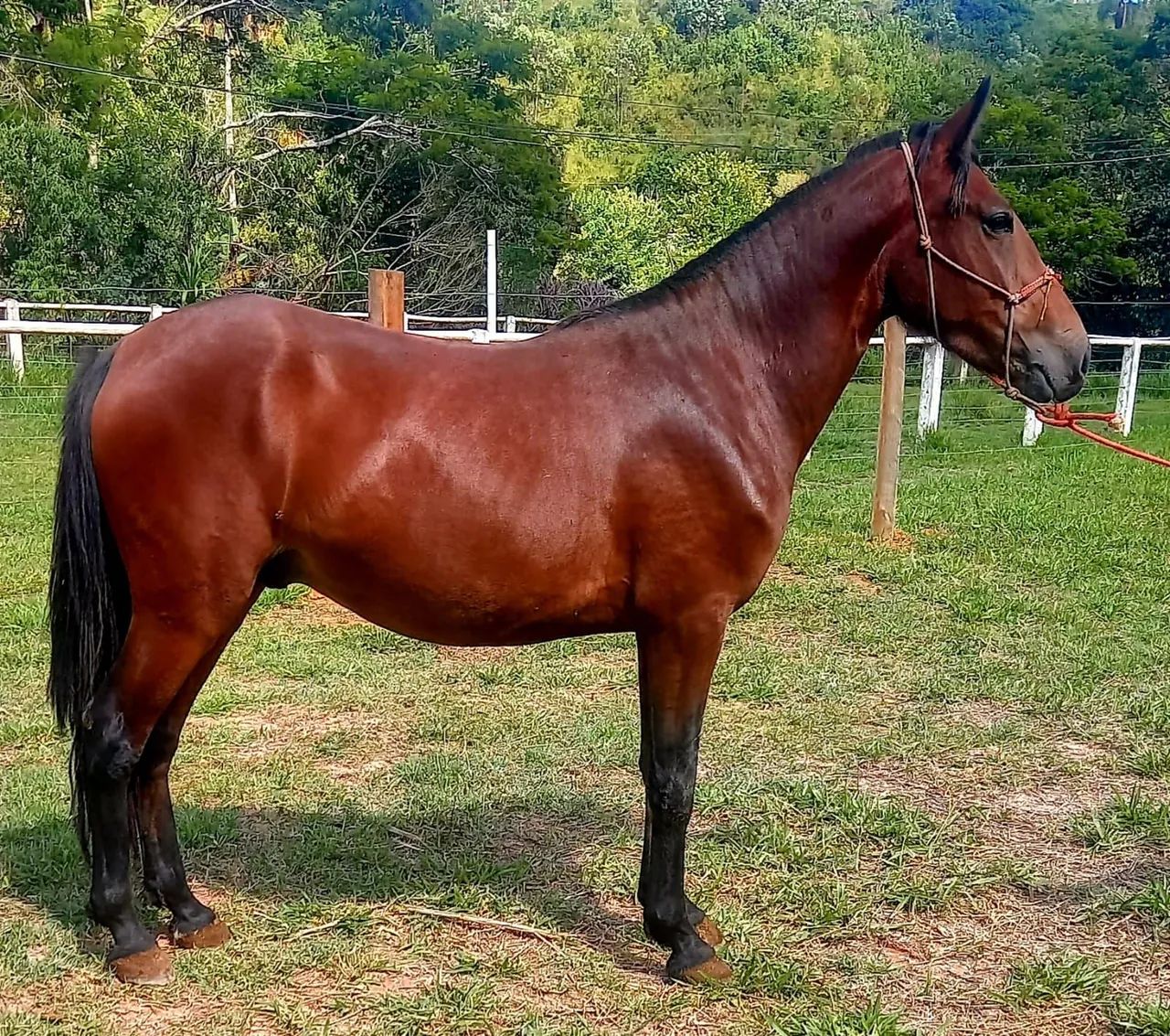 Potro Mangalarga Marchador - Foto 2