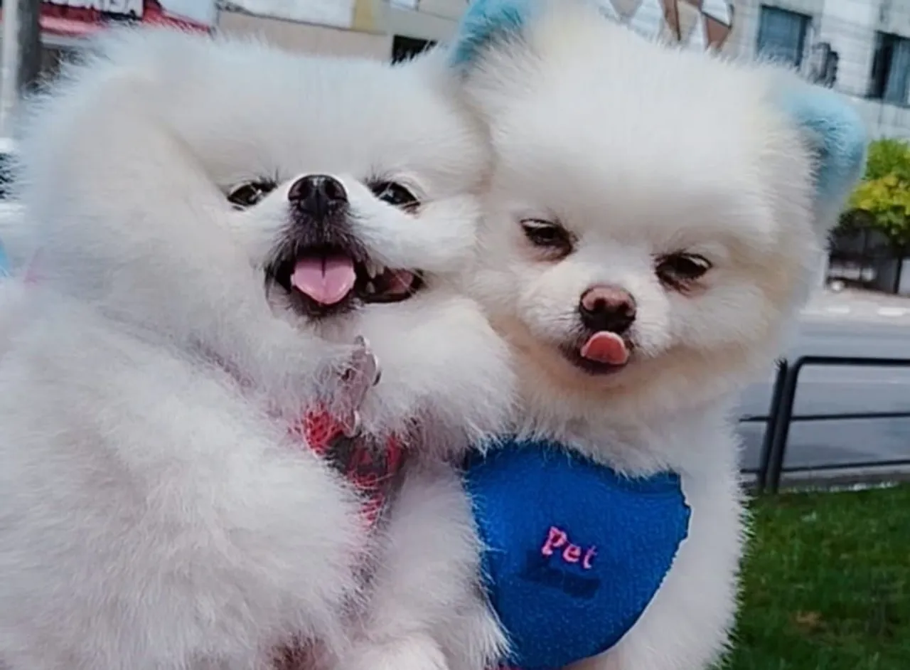 Filhotes de Spitz Alemão Super Fofos!