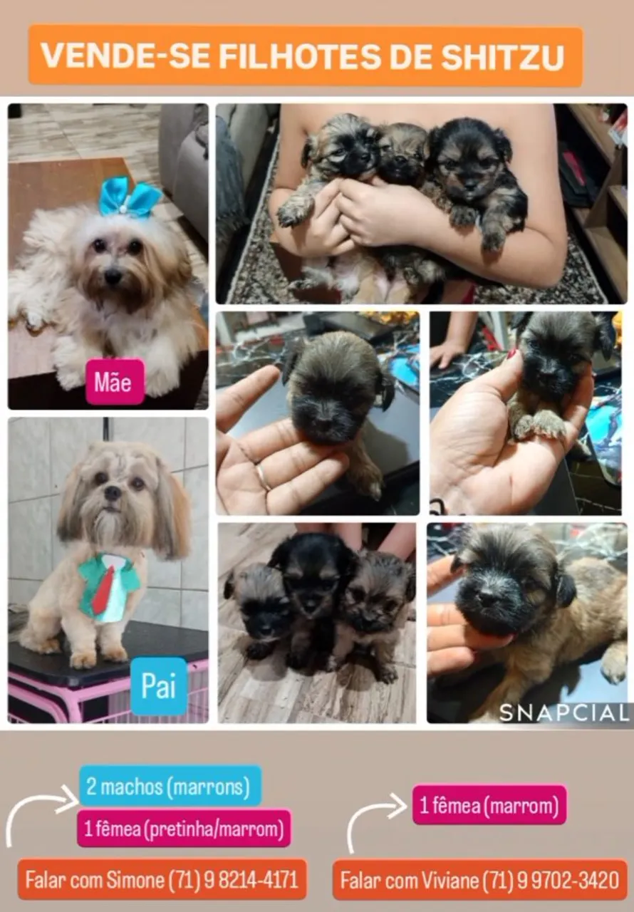 VENDE-SE FILHOTES DE SHIH TZU FÊMEAS & MACHOS P/ VENDER LOGO (LEIAM A DESCRIÇÃO)