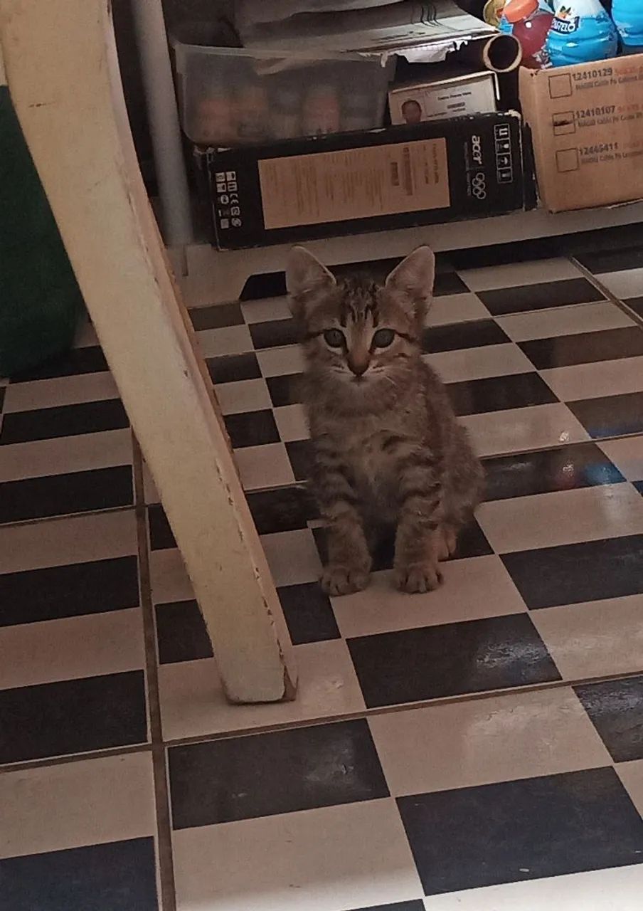 Gatinhos fofos ? para adoção - Foto 3