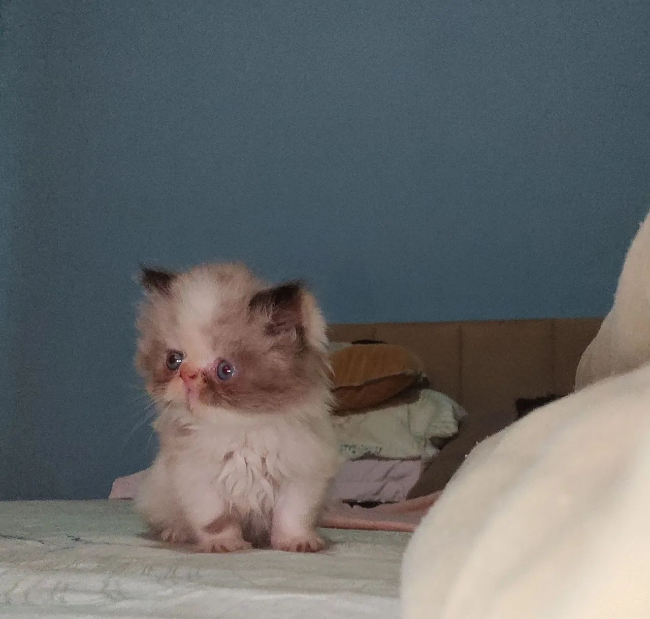 Bebês persas disponíveis 