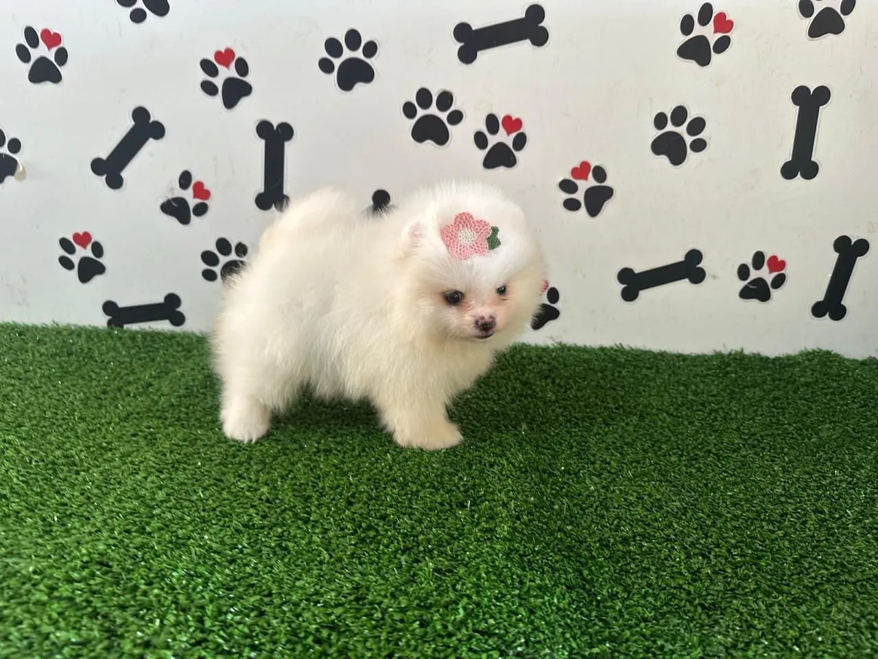 Lulu pomerania fêmea