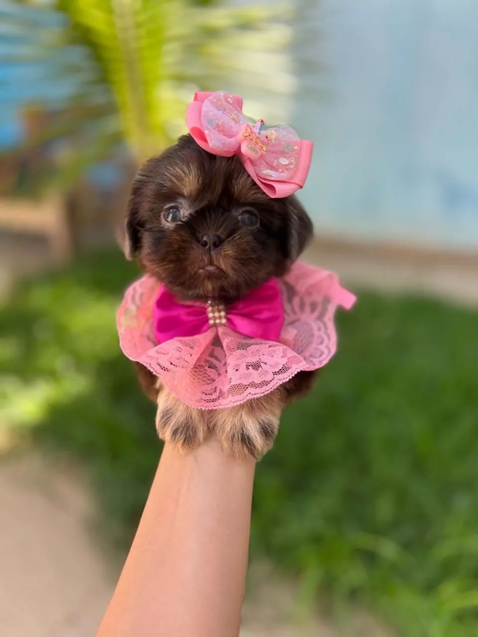 Shih Tzu Fêmea CHOCOLATE  - Foto 4