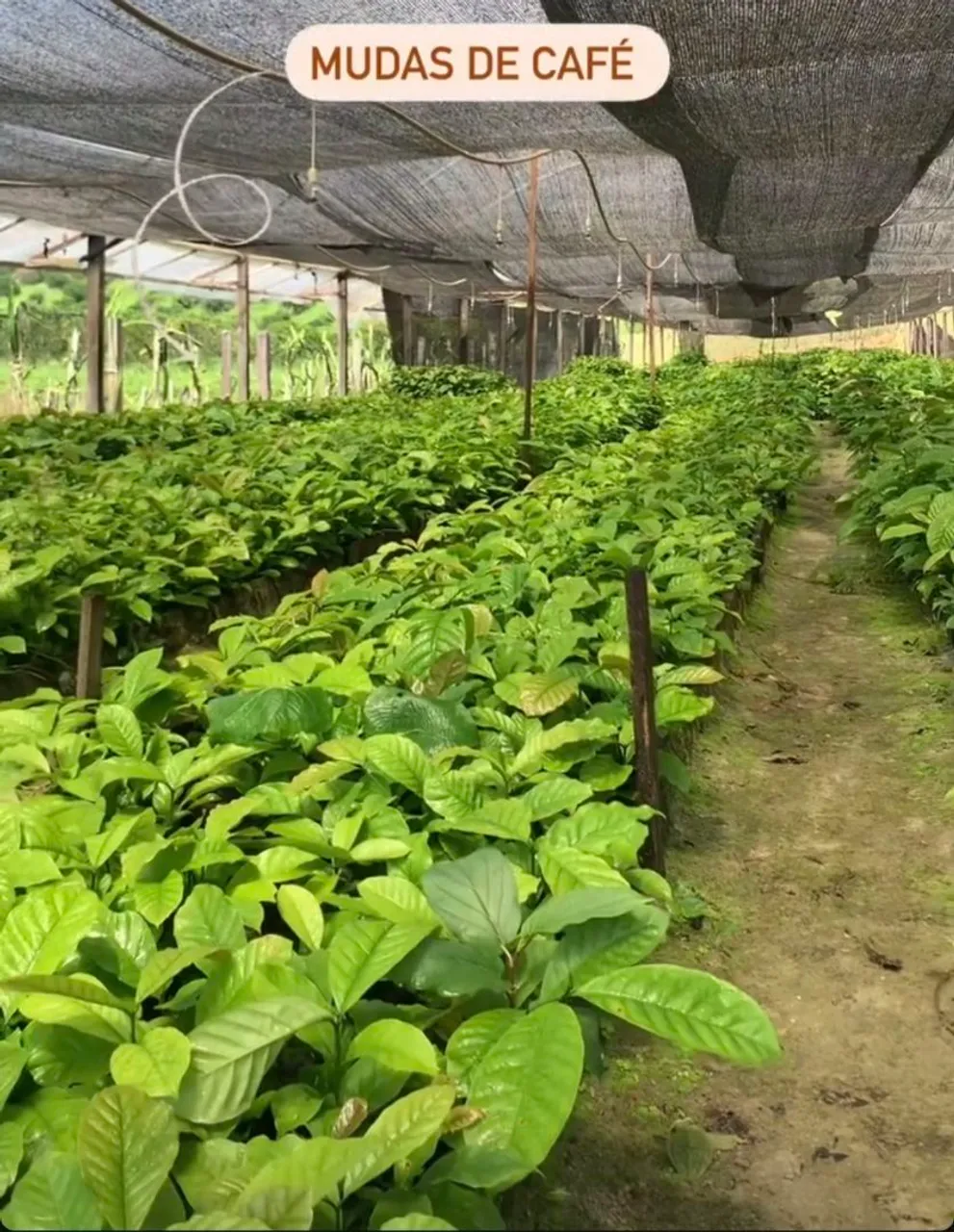 Muda de Café entrega em BV
