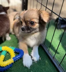 Chihuahua Micro Pocket - Branco com Caramelo!