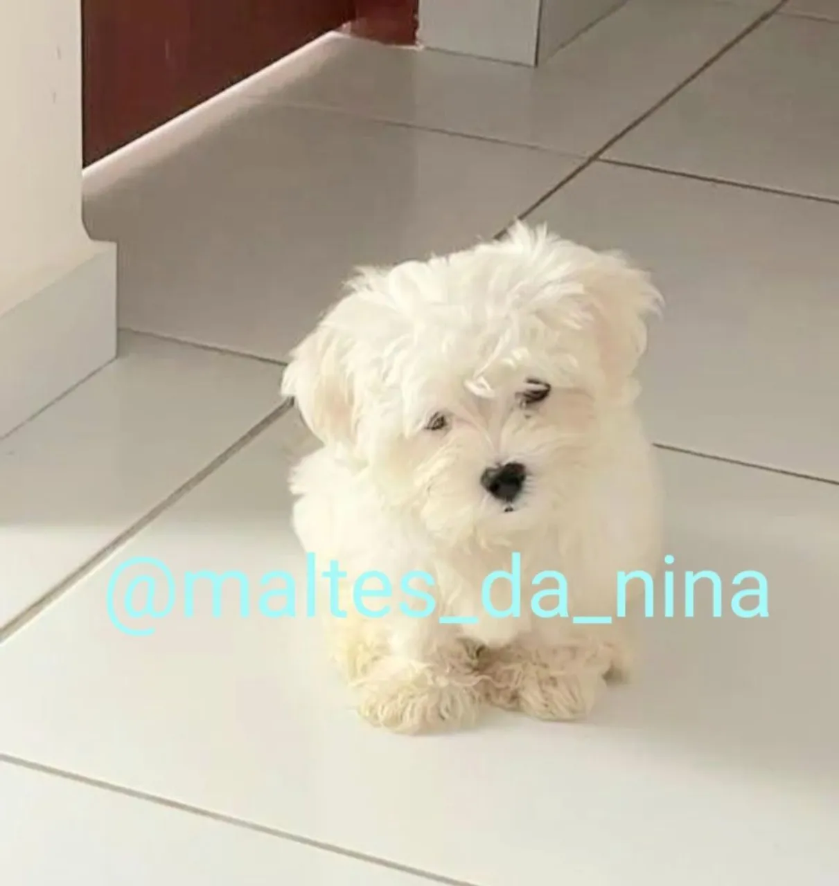 Maltês Macho Micro
