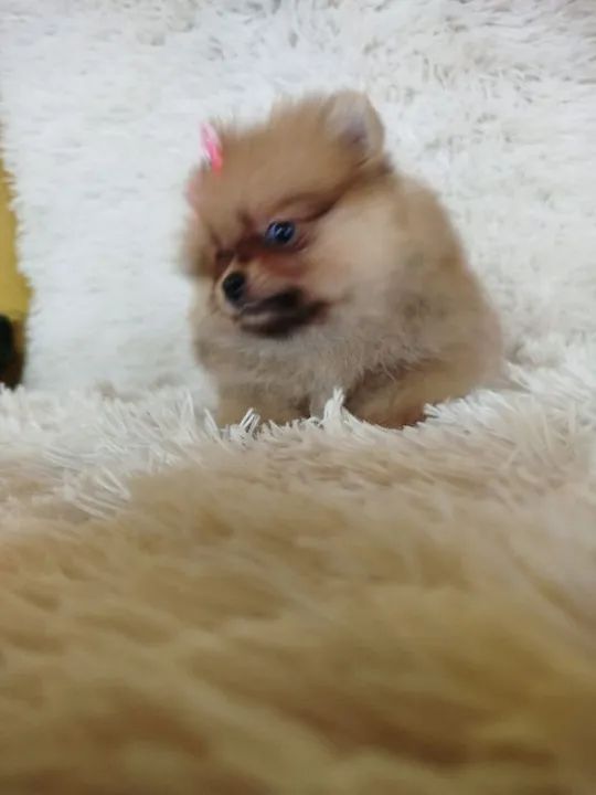 Cachorro 