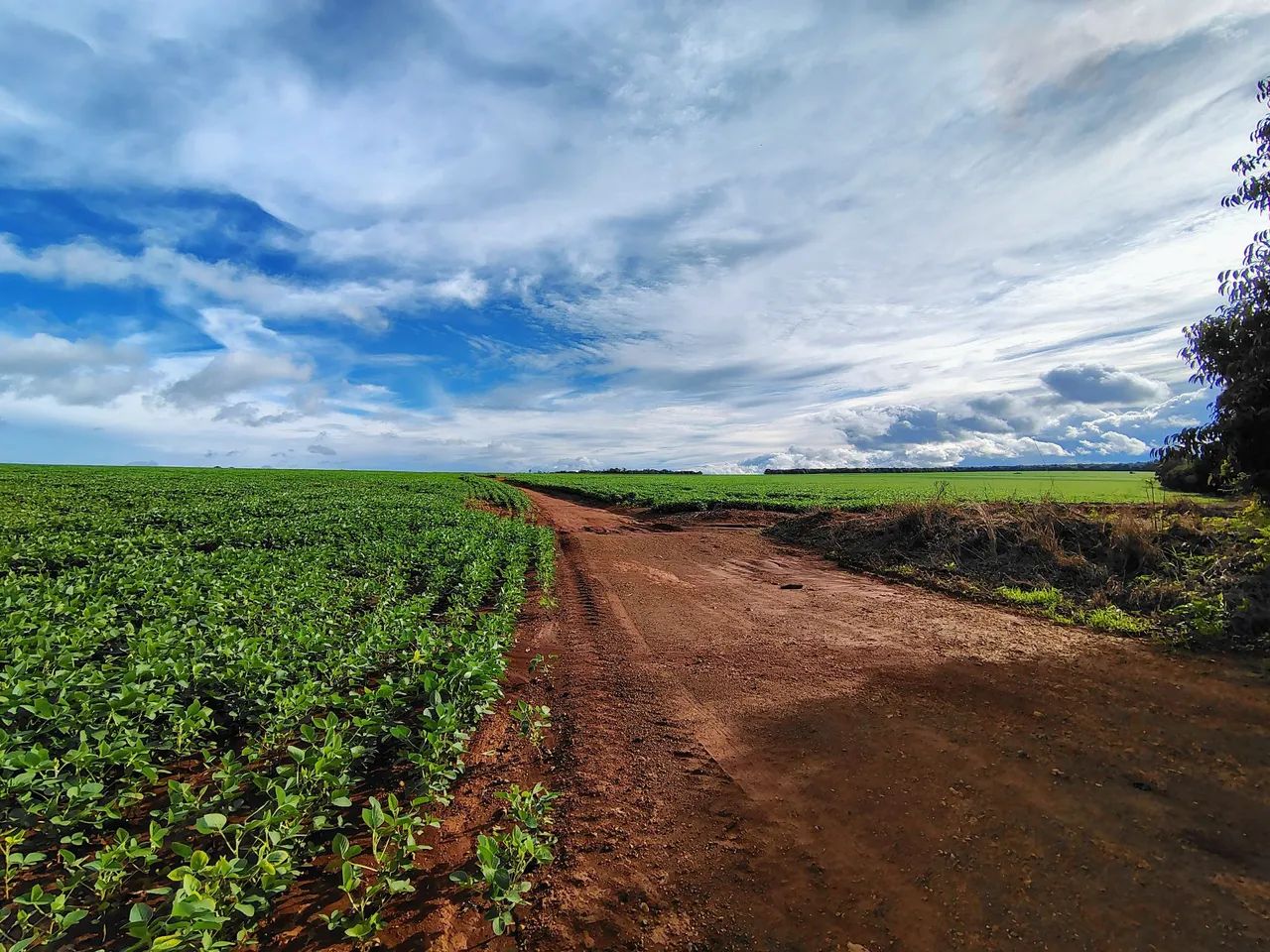 FAZENDA COM 400HEC COM 1.000HEC DE ALTITUDE, PRA CAFE!! - Foto 4