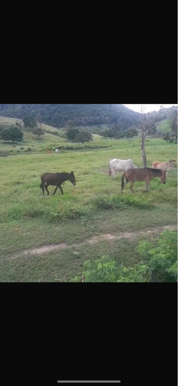 Dois pordo de burro 