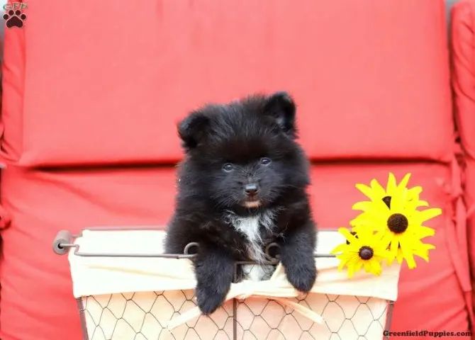 Spitz alemão. Lulu da pomerânia. Filhotinho top. Anãozinho mesmo.