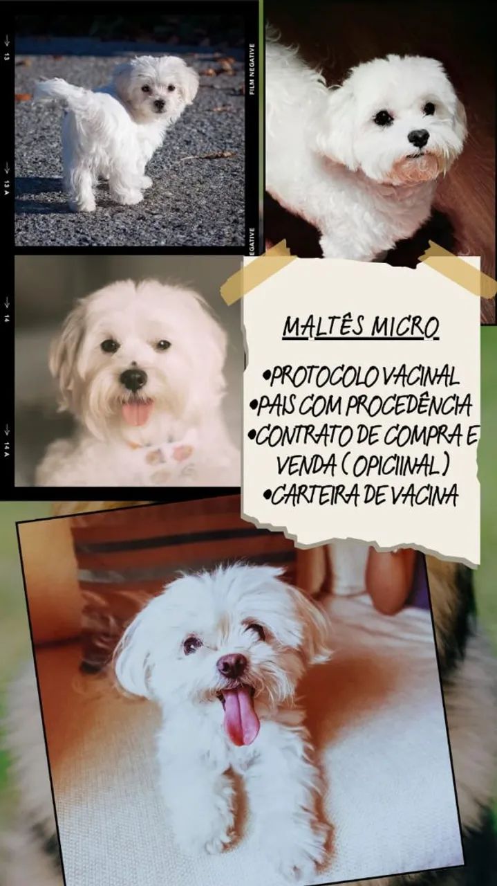 Filhote de Maltês Micro