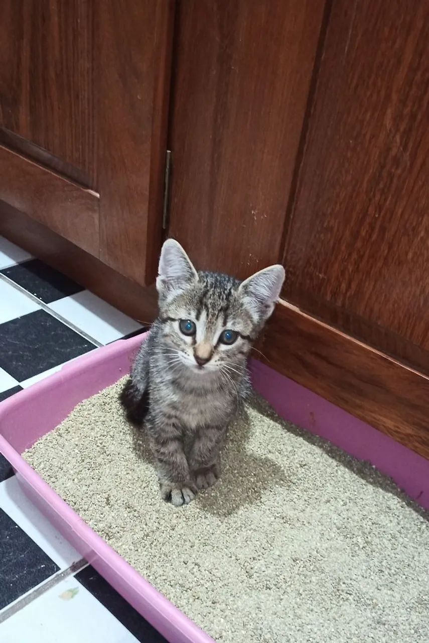 Gatinhos fofos ? para adoção - Foto 4