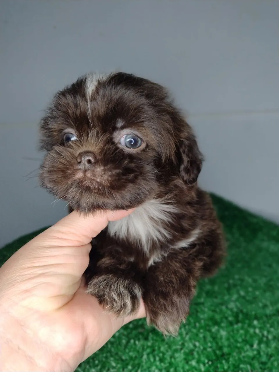 Cachorro Shih Tzu chocolate e Preto sólido Vacinado