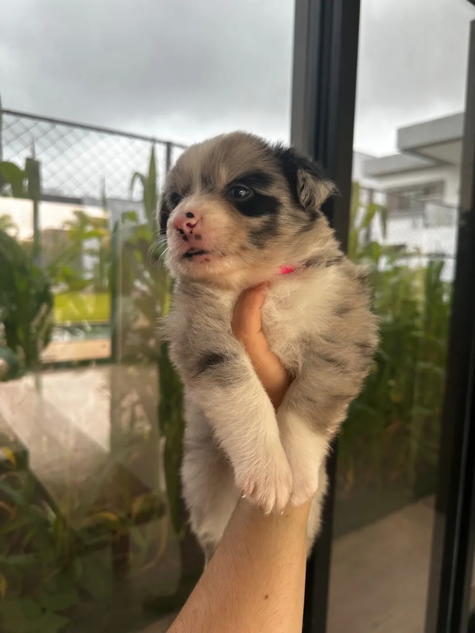 Border Collie Fêmea - BLUE MERLE