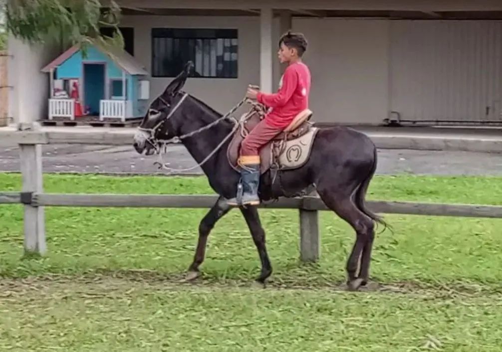 Jumento Preto Marcha Picada - Foto 6