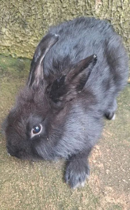 Coelho caseiro - Foto 2