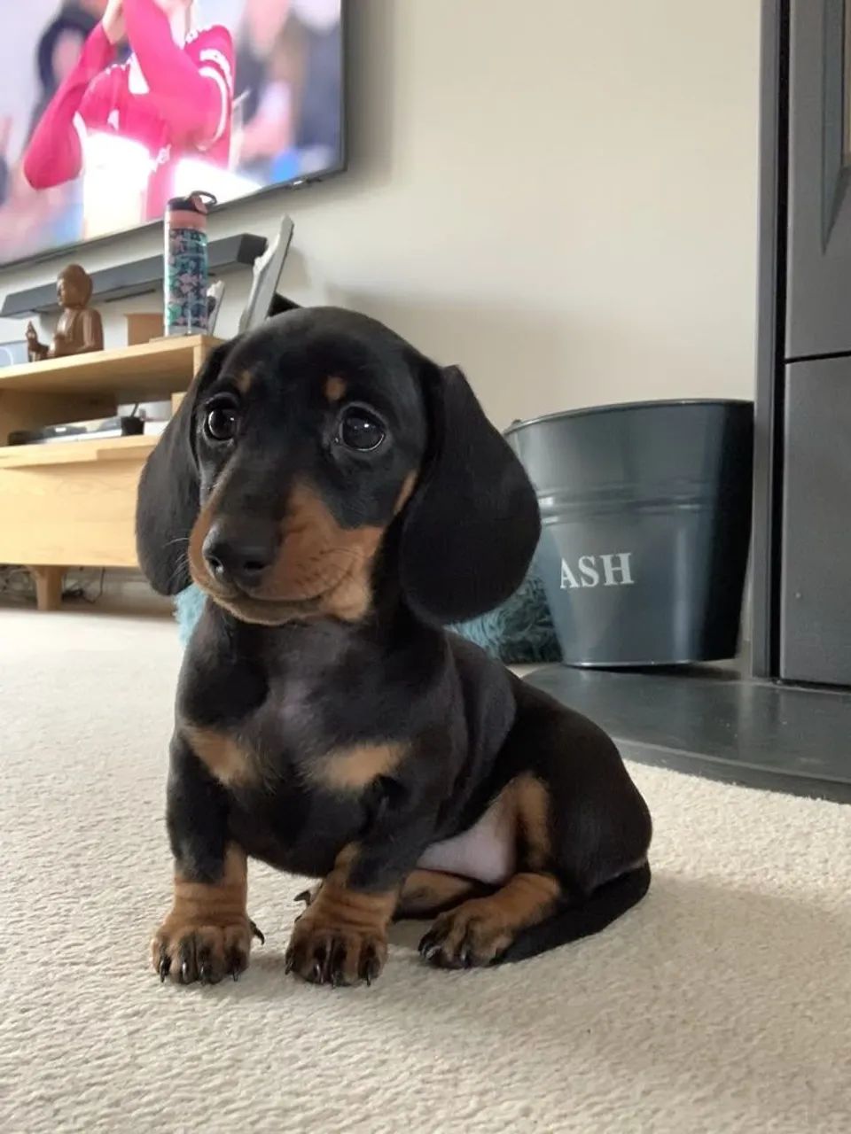 Teckel o Maia procurando pelos brasileiros 