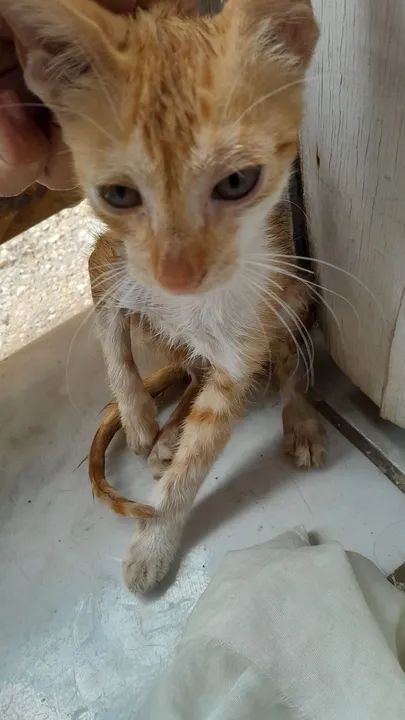 Gatinho - Foto 2