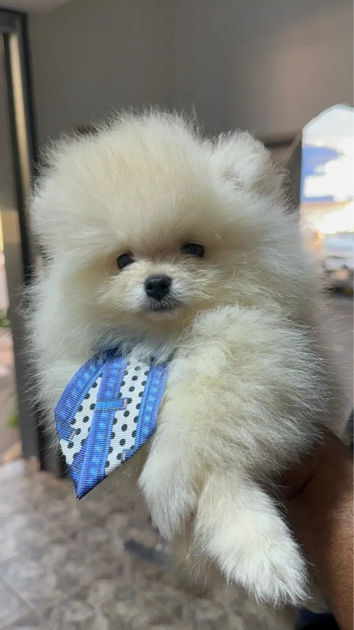 Lulu da pomerania - Fofo e Carinhoso - Foto 3