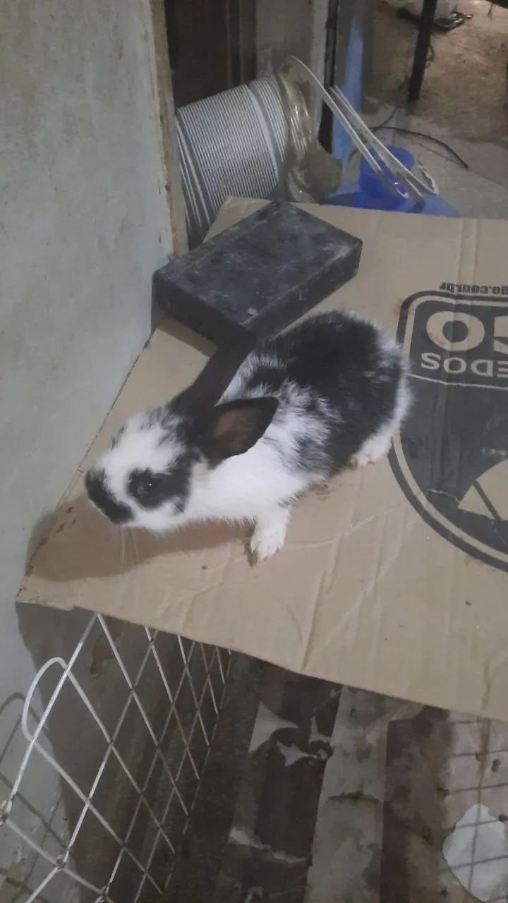 Vendo coelho mine lion reader. 