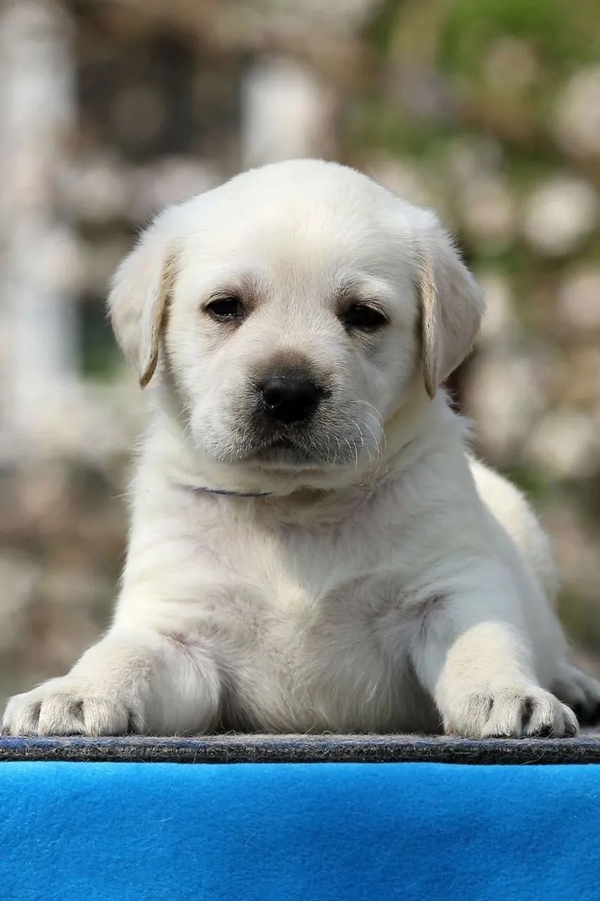 Filhote Labrador claro 