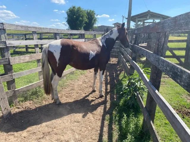 Égua e potra tobianas homozigotas - Foto 2