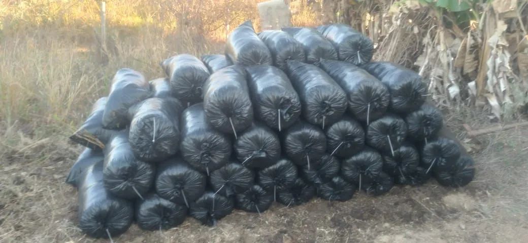 Silo de Milho Inteiro. - Foto 2