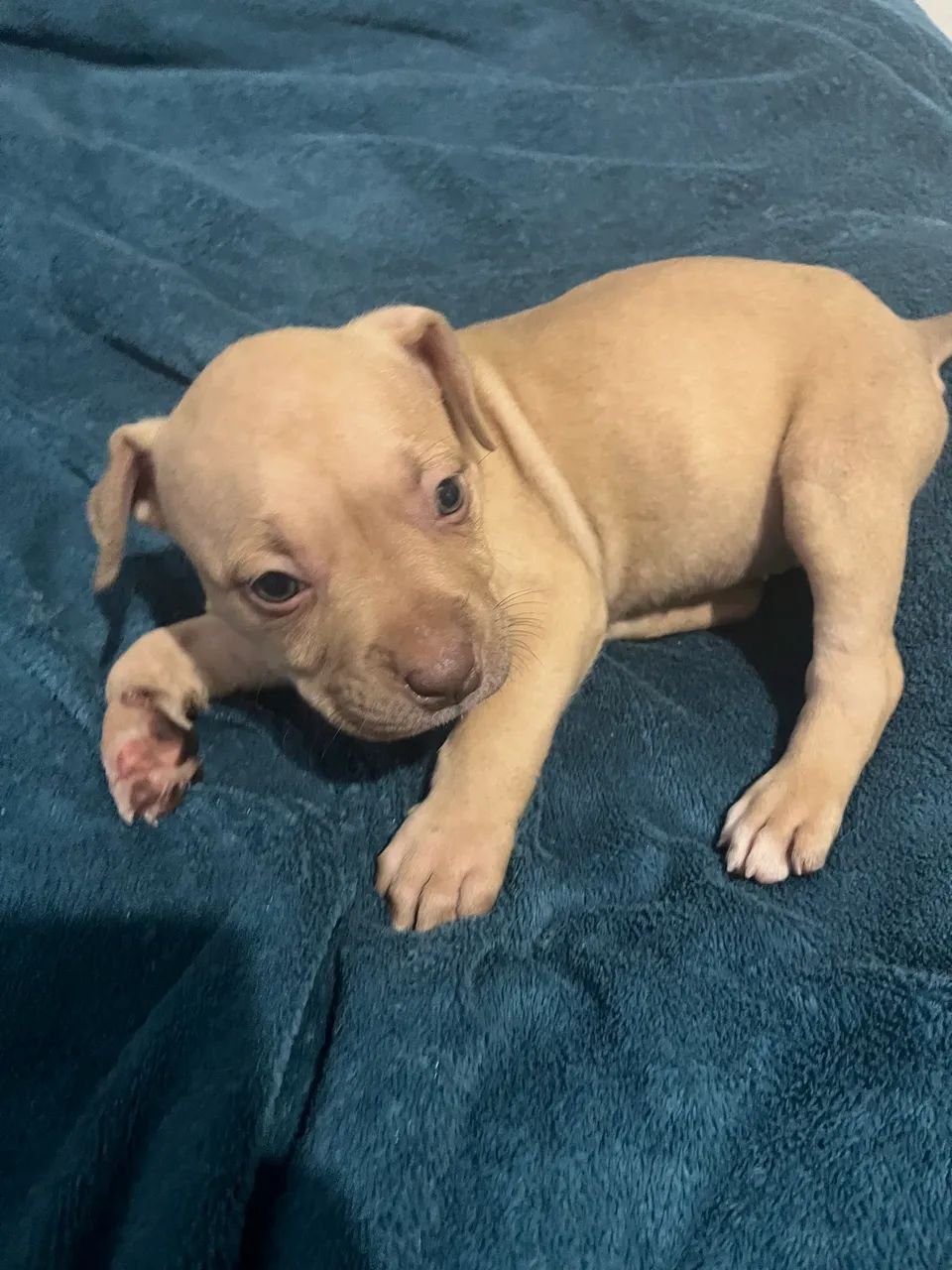 Filhotes de Pitbull disponível!! - Foto 6