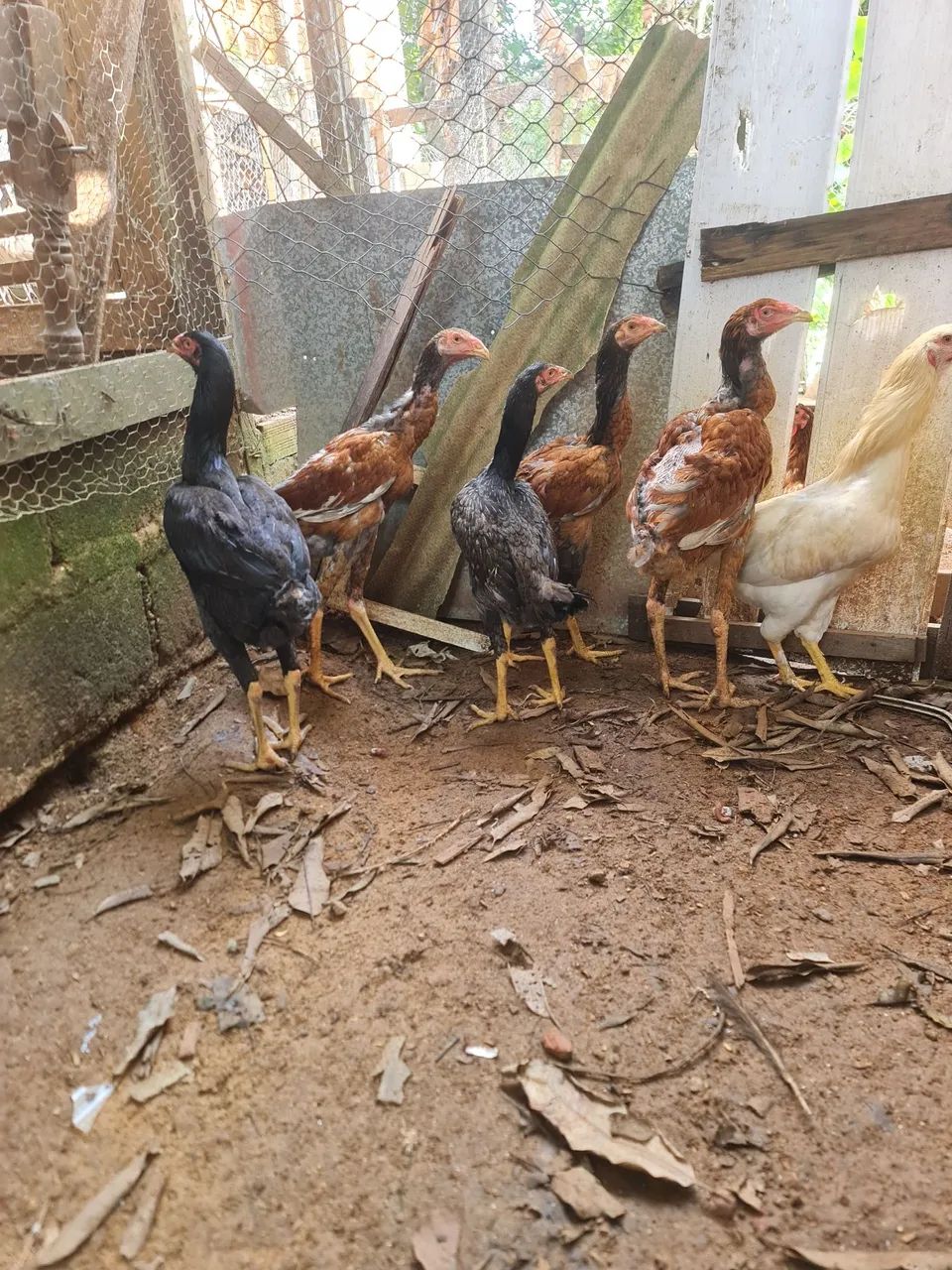 Casal de frango índio gigante, 200.00