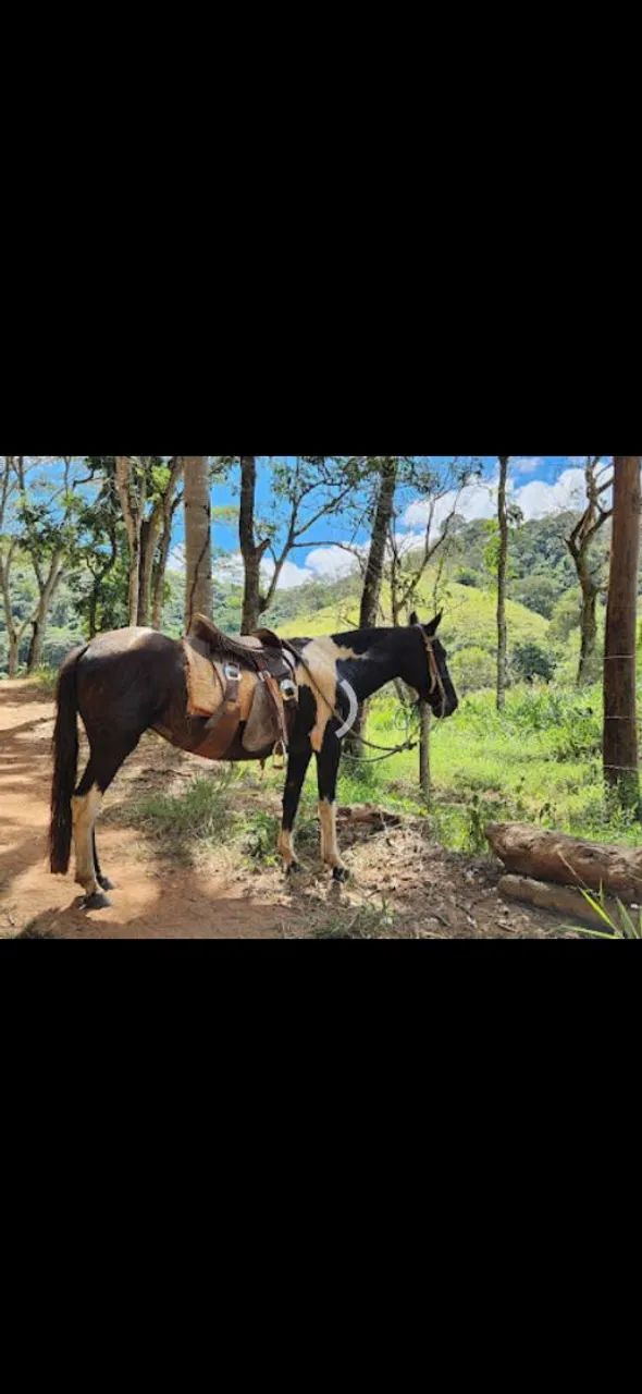 Égua Mangalarga marchador Registrada - Foto 2