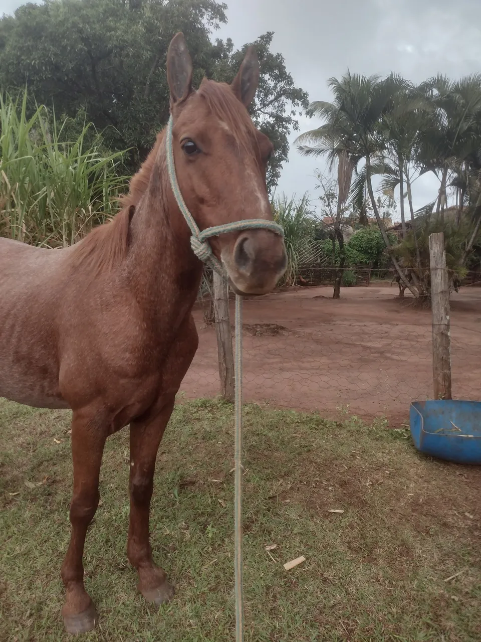 Cavalo quarto de milha rosilho